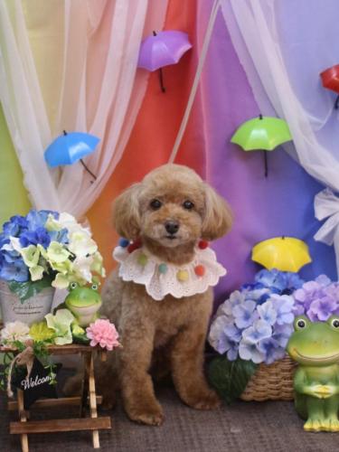 20230620チャロくん